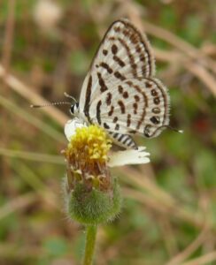 Striped_Pierrot_Tarucus_nara_UN_Asola_Bhatti_WLS_Delhi_by_Dr_Raju_Kasambe_(3)
